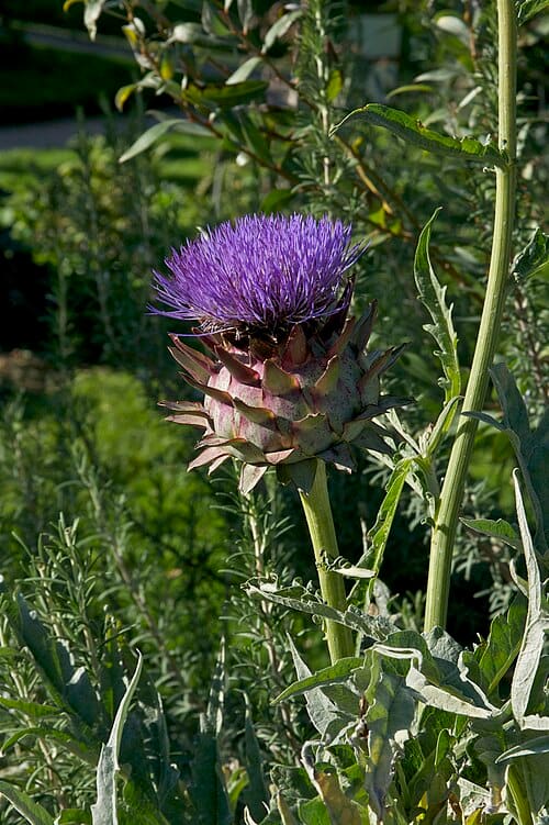 Cynara scolymus