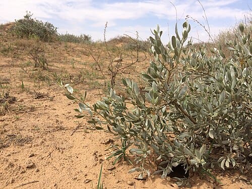 Ammopiptanthus mongolicus