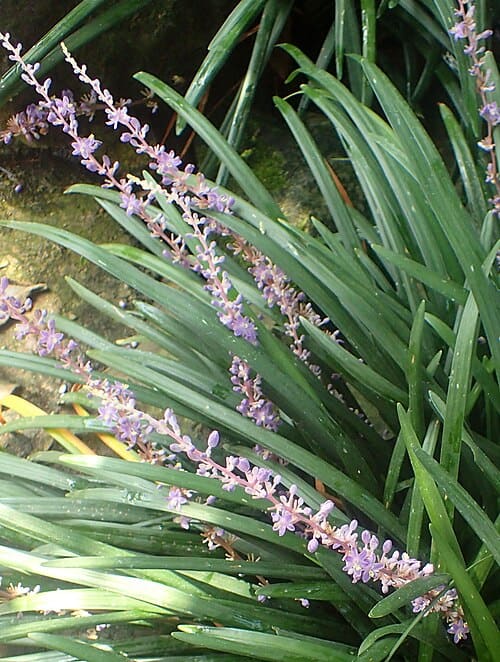 Liriope spicata