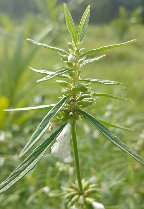 Leucas aspera