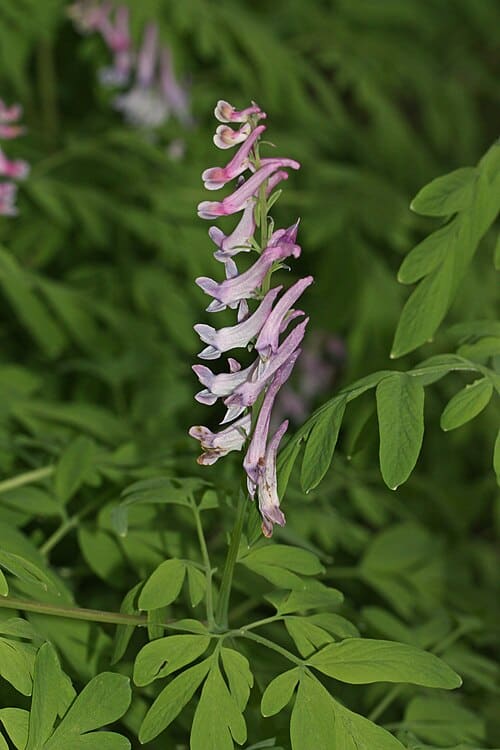 Corydalis