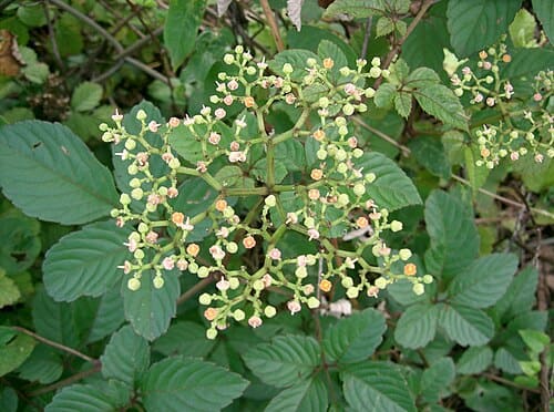 Cayratia, standing in for Cayratia timoriensis