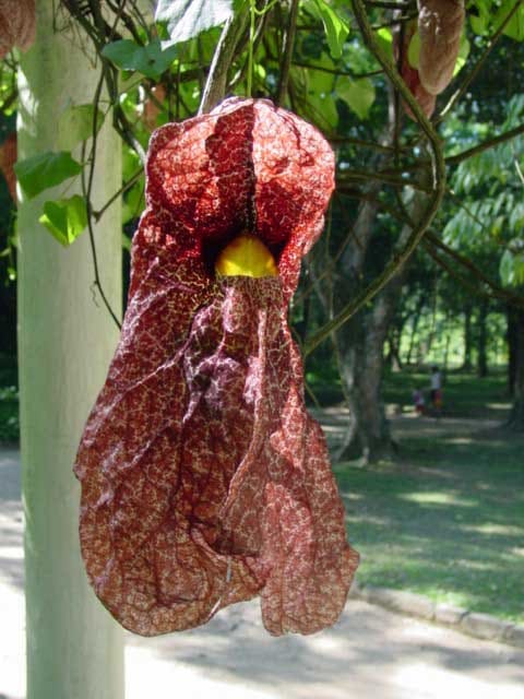 Aristolochia gigantea