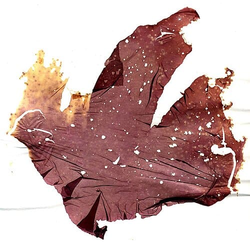 Porphyra