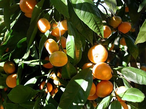 Citrus, standing in for Citrus limon