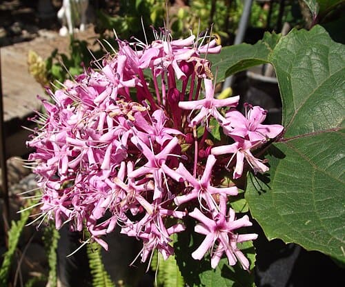 Clerodendrum bungei, standing in for Clerodendrum bungei var. bungei