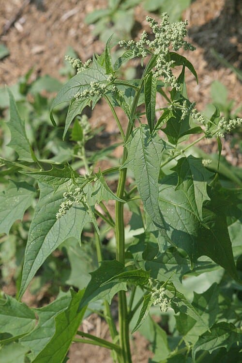 Chenopodium hybridum