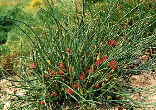 Ephedra monosperma