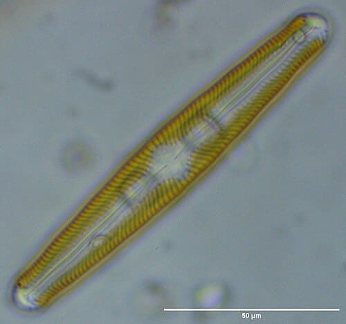 Navicula, standing in for Navicula elliptica
