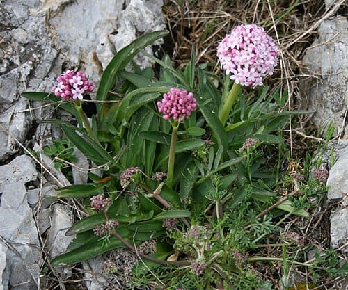 Valeriana, standing in for Valeriana amurensis