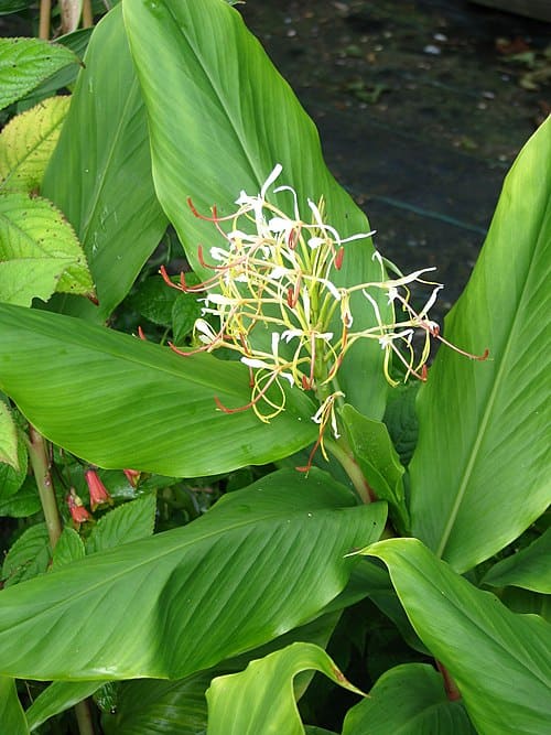 Hedychium yunnanense
