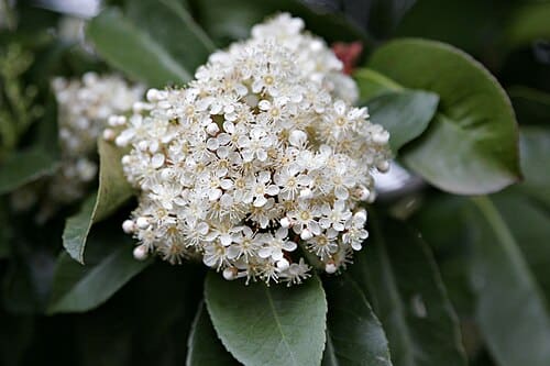 Photinia, standing in for Photinia parvifolia