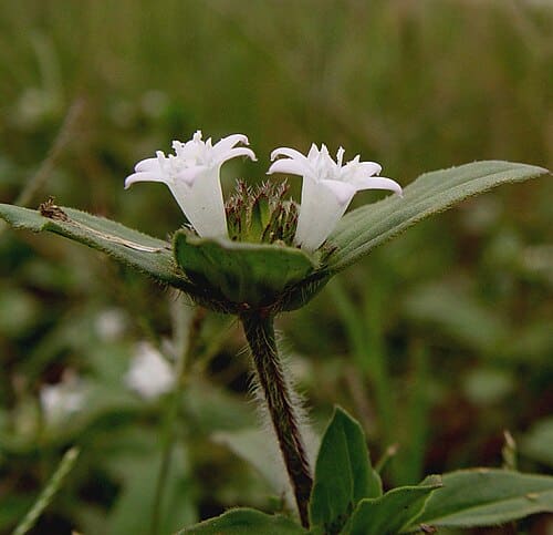 Richardia scabra