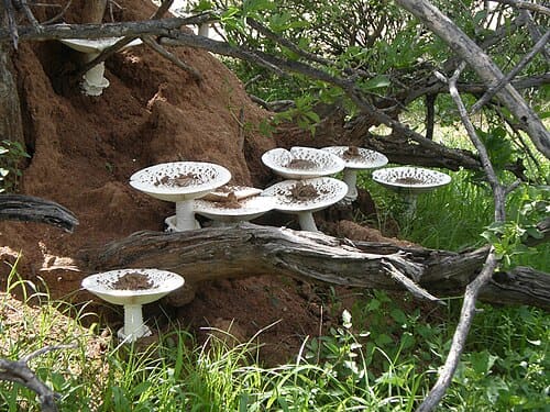 Termitomyces, standing in for Termitomyces albuminosus