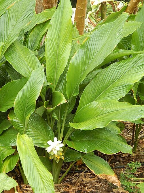 Curcuma longa