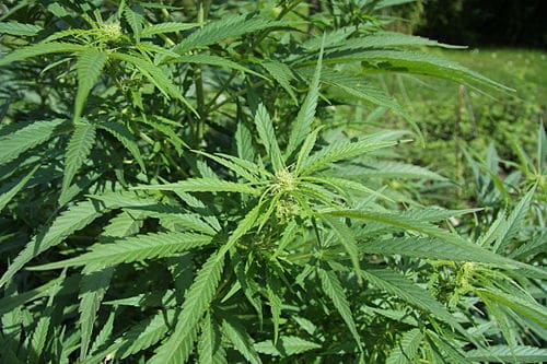Cannabis sativa