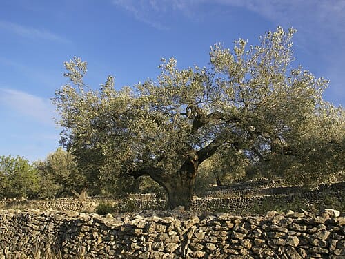 Olea europaea