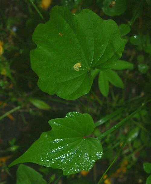 Dioscorea nipponica