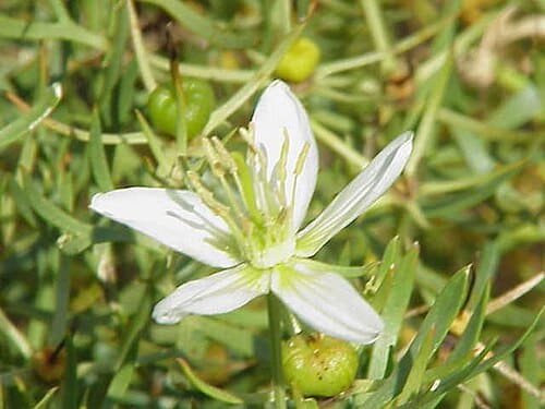Peganum, standing in for Peganum nigellastrum
