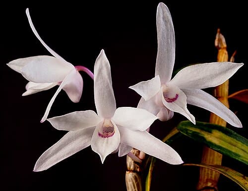 Dendrobium moniliforme