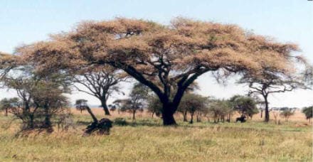 Acacia tortilis