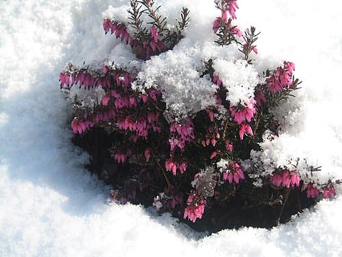 Erica carnea
