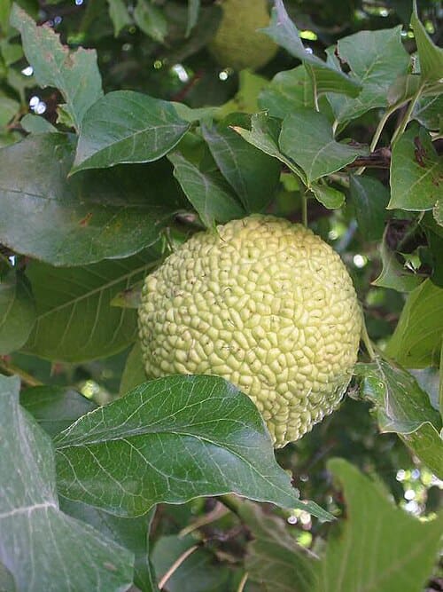 Maclura, standing in for Maclura fruticosa