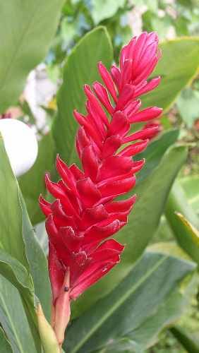 Alpinia, standing in for Alpinia pinnanensis