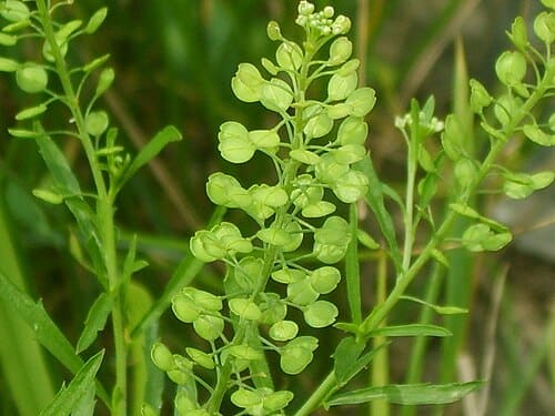 Lepidium apetalum