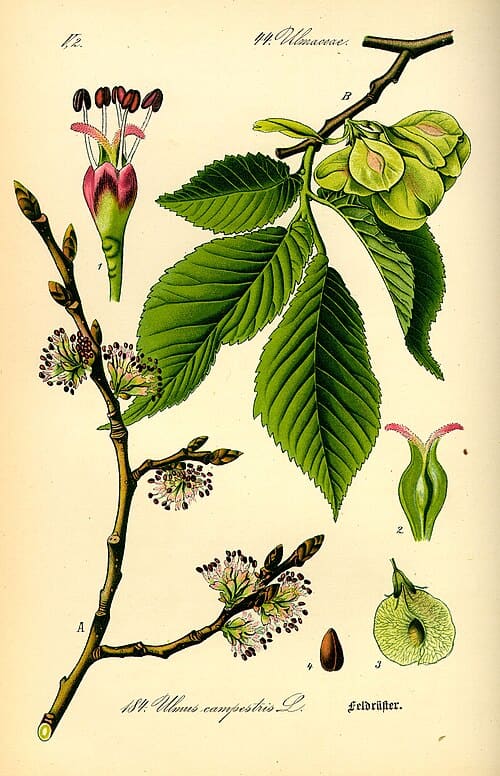 Ulmus, standing in for Ulmus indica