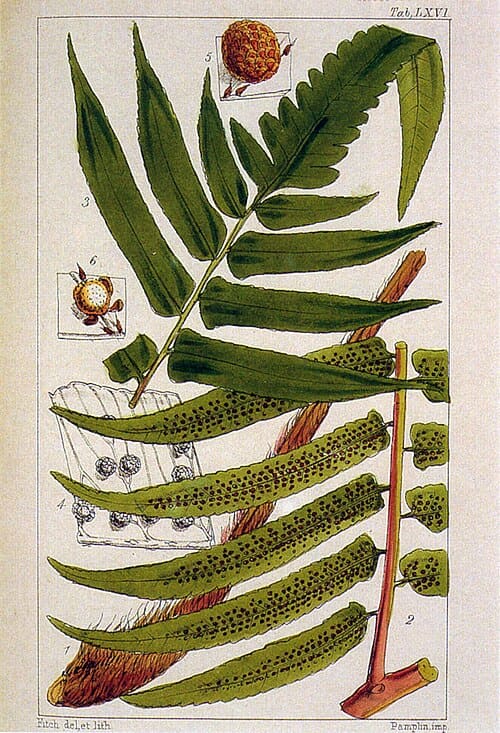 Alsophila