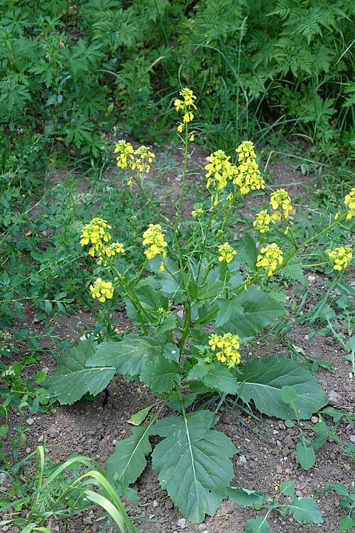 Brassica nigra