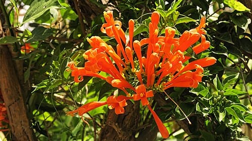 Pyrostegia venusta