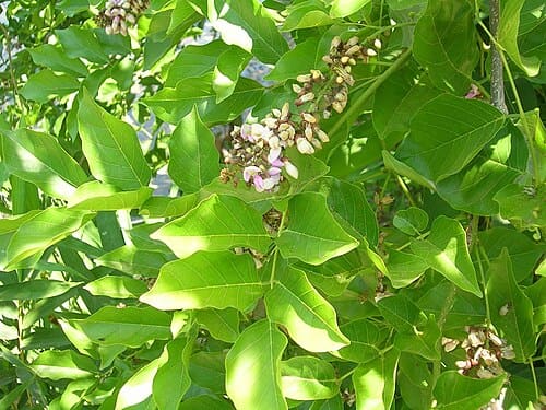 Millettia, standing in for Millettia triacantha