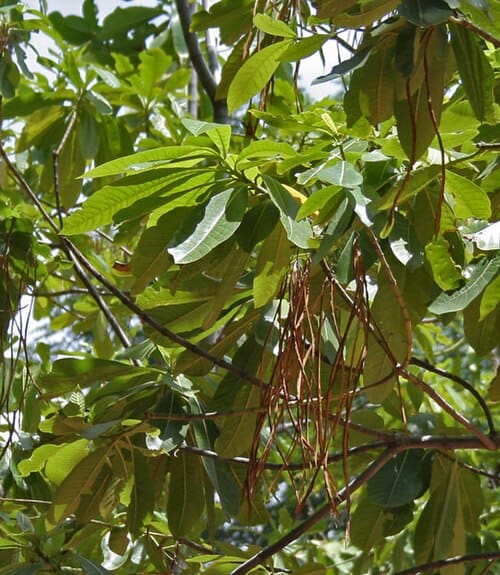 Alstonia macrophylla