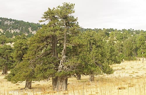 Juniperus excelsa
