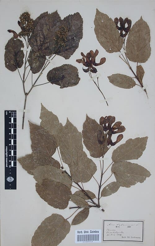 Acer tataricum