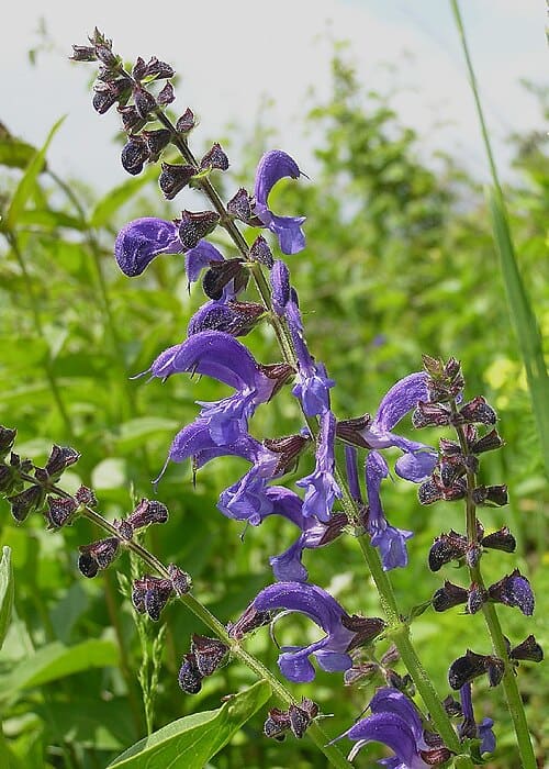 Salvia, standing in for Salvia hydrangea