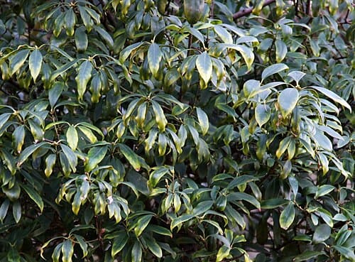 Illicium henryi