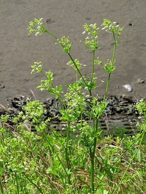 Apium graveolens