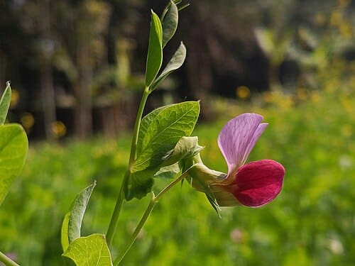 Pisum sativum