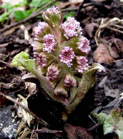 Petasites