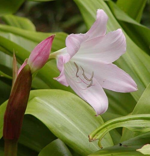 Crinum, standing in for Crinum sumatranum