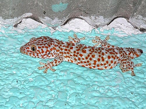 Gekko gecko