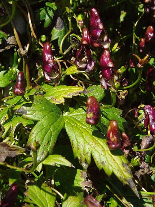 Aconitum hemsleyanum, standing in for Aconitum hemsleyanum var. circinatum
