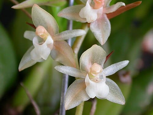 Pholidota, standing in for Pholidota yunnanensis