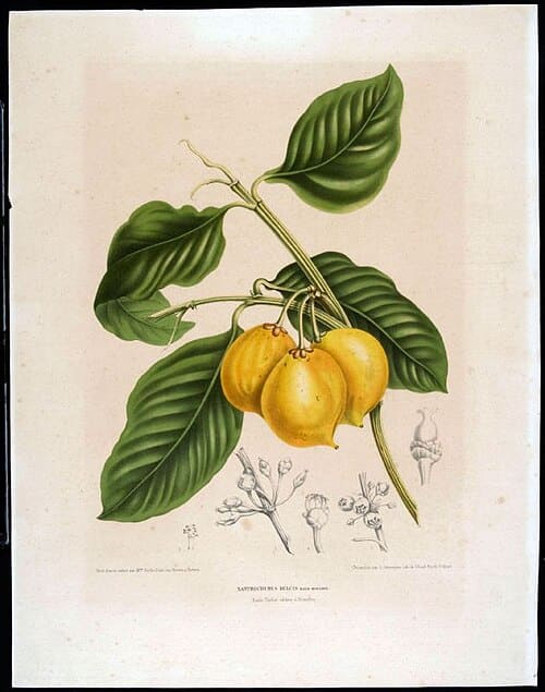 Garcinia dulcis
