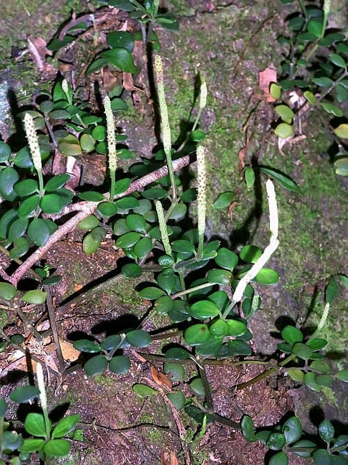 Peperomia tetraphylla