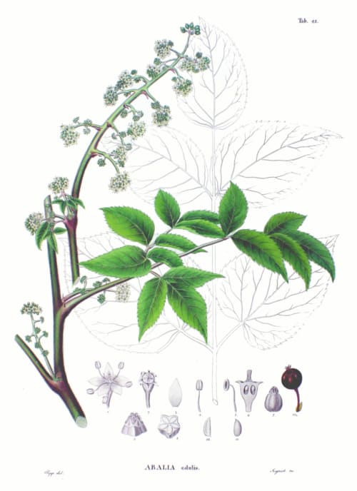 Aralia, standing in for Aralia alba