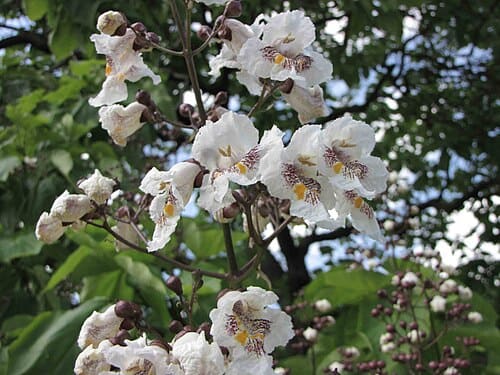 Catalpa ovata